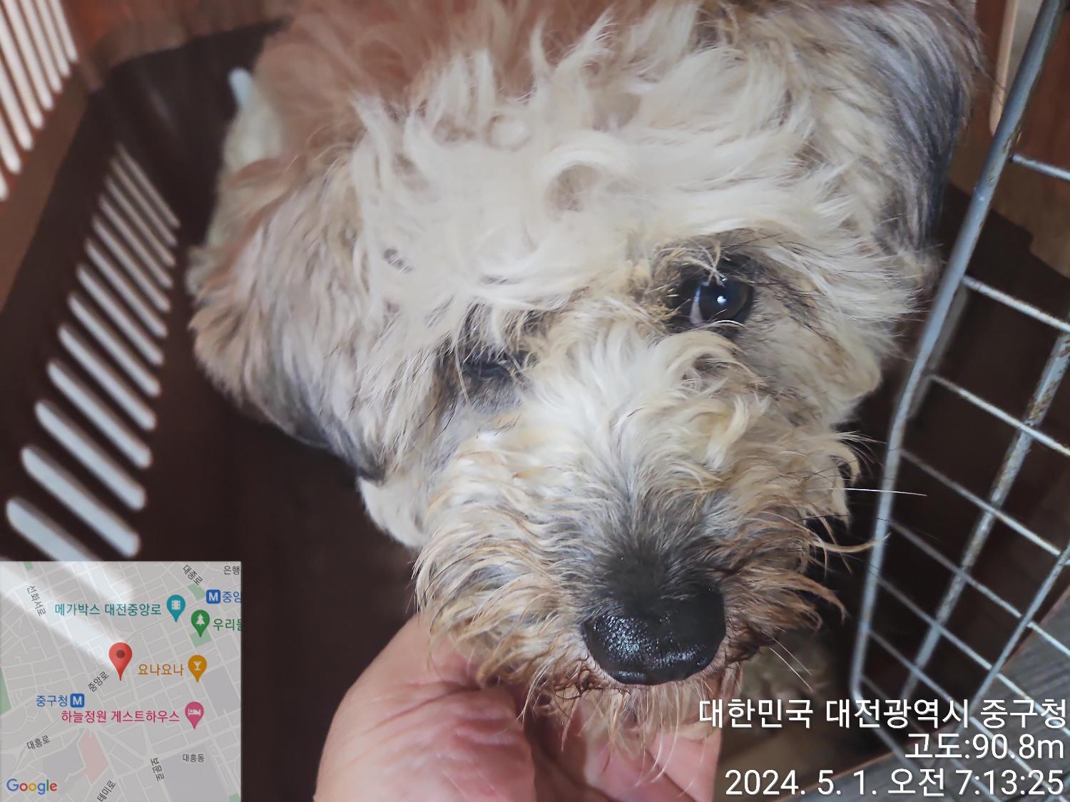 대전동물보호센터_430365202400148